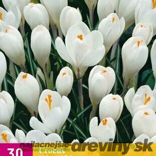 Krókus biely, 10ks v balení Crocus White