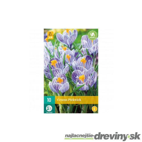 Krókus Pickwick (šafrán), 10 ks v balení CROCUS PICKWICK