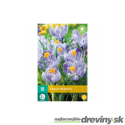 Krókus Pickwick (šafrán), 10 ks v balení CROCUS PICKWICK