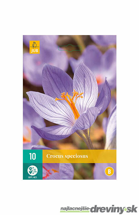 Krókus ‘Speciosus‘, 10 ks v balení CROCUS SPECIOSUS