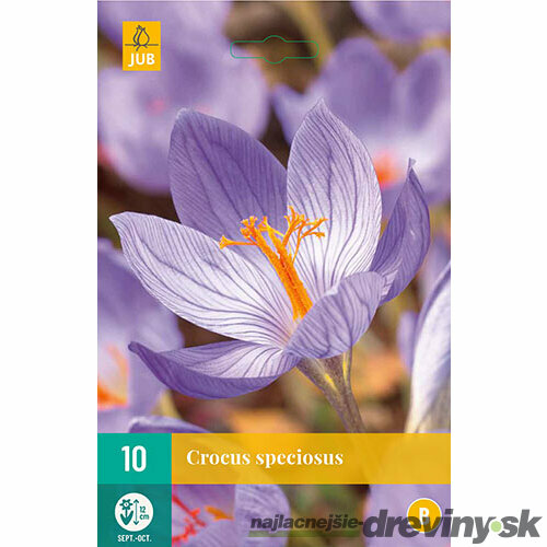 Krókus ‘Speciosus‘, 10 ks v balení CROCUS SPECIOSUS