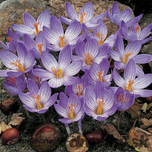 Krókus ‘Speciosus‘, 10 ks v balení CROCUS SPECIOSUS