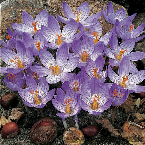 Krókus ‘Speciosus‘, 10 ks v balení CROCUS SPECIOSUS