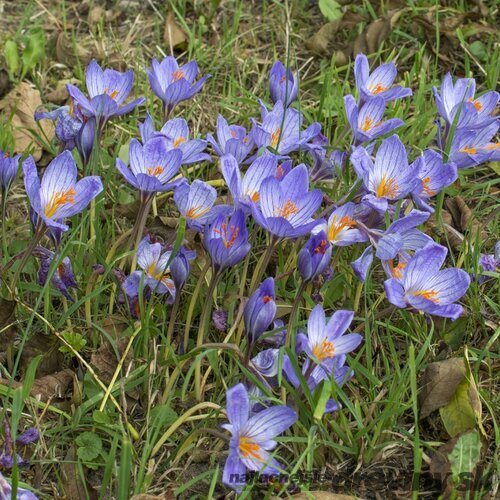 Krókus ‘Speciosus‘, výška 15/+ cm, v črepníku 1l CROCUS SPECIOSUS