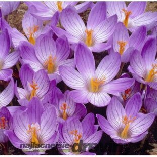 Krókus ‘Speciosus‘, výška 15/+ cm, v črepníku 3l CROCUS SPECIOSUS