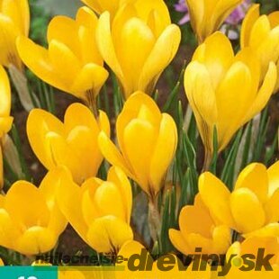 Krókus žltý, 10ks v balení Crocus Yellow