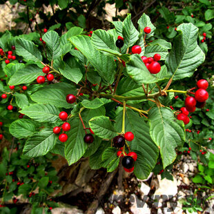 Krušina jelšová (liečivá drevina) 100/120 cm, v črepníku Frangula alnus