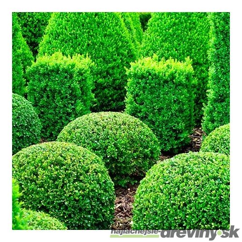 Krušpán vždyzelený v črepníku 20/25 cm Buxus sempervirens