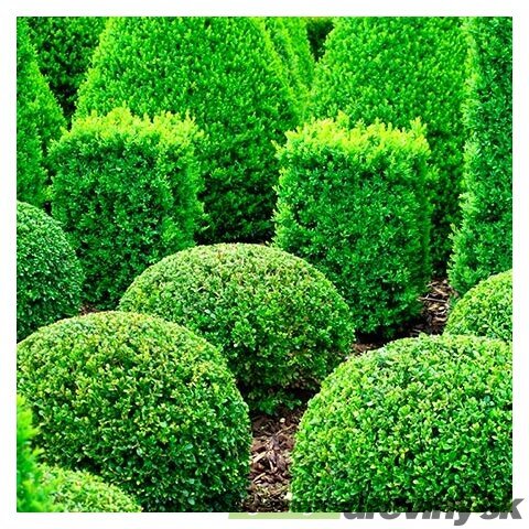 Krušpán vždyzelený v črepníku 20/25 cm Buxus sempervirens