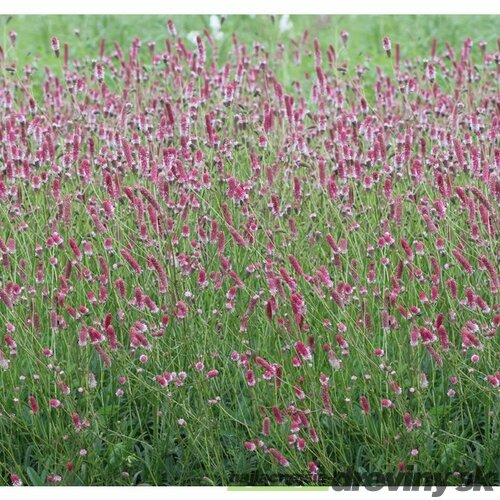 Krvavec lekársky´PINK TANNA´, v črepníku Sanguisorba officinalis ´PINK TANNA´