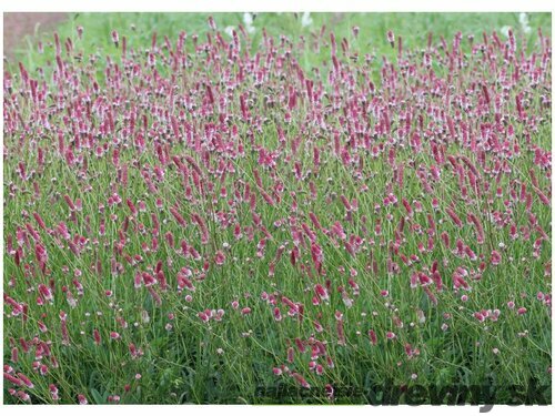 Krvavec lekársky´PINK TANNA´, v črepníku Sanguisorba officinalis ´PINK TANNA´