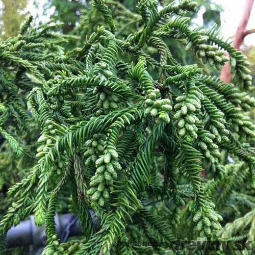 Kryptomeria japonská “Rasen”, výška 20/30 cm, v črepníku P9 Cryptomeria Japonica