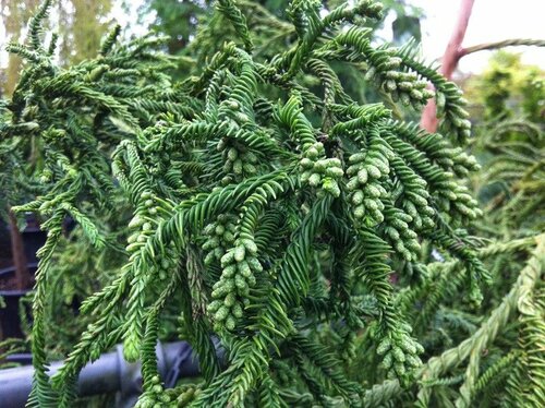 Kryptomeria japonská “Rasen”, výška 20/30 cm, v črepníku P9 Cryptomeria Japonica