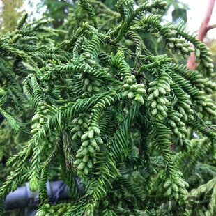 Kryptomeria japonská “Rasen”, výška 20/30 cm, v črepníku P9 Cryptomeria Japonica