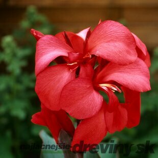 Ľalia-Canna “Rose” v črepníku Lalia-Canna “Rose”