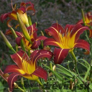 Ľáliovka Anzac, v črepníku 3l Hemerocallis Anzac