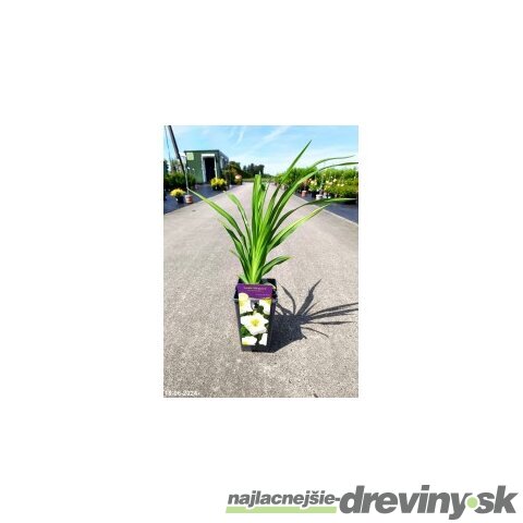 Ľaliovka Arctic Snow 30/40 cm, v črepníku 3l Hemerocallis ‘Arctic Snow‘