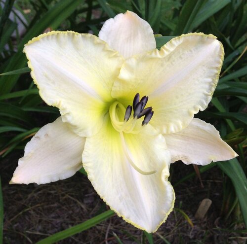 Ľaliovka Arctic Snow 30/40 cm, v črepníku 3l Hemerocallis ‘Arctic Snow‘