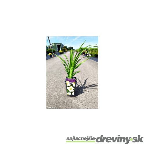 Ľaliovka Arctic Snow 30/40 cm, v črepníku 3l Hemerocallis ‘Arctic Snow‘