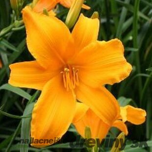 Ľaliovka Aten 30/40 cm, v črepníku 3l Hemerocallis ‘Aten‘