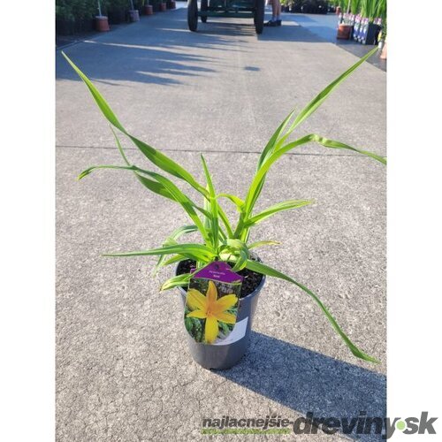 Ľaliovka Aten 30/40 cm, v črepníku 3l Hemerocallis ‘Aten‘