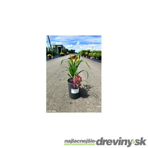 Ľaliovka Black Prince 30/40 cm, v črepníku 2l Hemerocallis ‘Black Prince‘