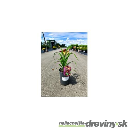 Ľaliovka Black Prince 30/40 cm, v črepníku 2l Hemerocallis ‘Black Prince‘