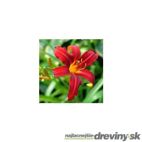 Ľaliovka Crimson Pirate 30/40 cm, v črepníku 2l Hemerocallis ‘Crimson Pirate‘