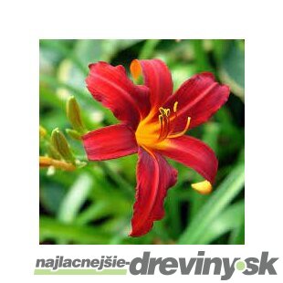 Ľaliovka Crimson Pirate 30/40 cm, v črepníku 2l Hemerocallis ‘Crimson Pirate‘