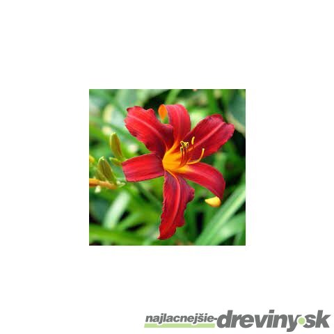 Ľaliovka Crimson Pirate 30/40 cm, v črepníku 2l Hemerocallis ‘Crimson Pirate‘