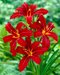 Ľaliovka Crimson Pirate 30/40 cm, v črepníku 2l Hemerocallis ‘Crimson Pirate‘