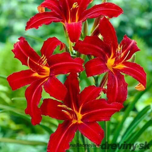 Ľaliovka Crimson Pirate 30/40 cm, v črepníku 2l Hemerocallis ‘Crimson Pirate‘