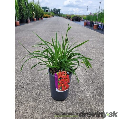 Ľaliovka Crimson Pirate 30/40 cm, v črepníku 2l Hemerocallis ‘Crimson Pirate‘