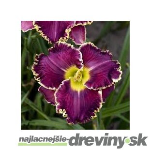 Ľaliovka Excellent 30/40 cm, v črepníku 3l Hemerocallis ‘Excellent‘