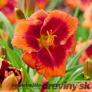 Ľaliovka Frank Smith 30/40 cm, v črepníku 2l Hemerocallis ‘Frank Smith‘