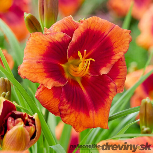 Ľaliovka Frank Smith 30/40 cm, v črepníku 2l Hemerocallis ‘Frank Smith‘