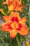 Ľaliovka Holiday Delight 30/40 cm v črepníku 3l Hemerocallis ‘Holiday Delight‘