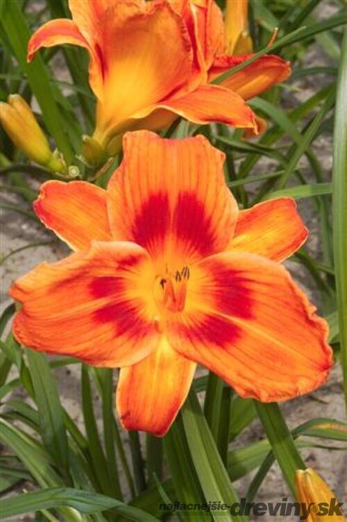 Ľaliovka Holiday Delight 30/40 cm v črepníku 3l Hemerocallis ‘Holiday Delight‘