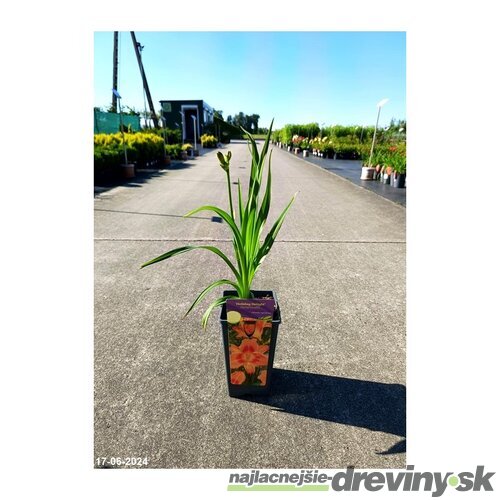 Ľaliovka Holiday Delight 30/40 cm v črepníku 3l Hemerocallis ‘Holiday Delight‘