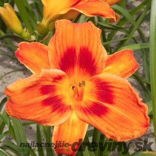 Ľaliovka Holiday Delight 30/40 cm v črepníku 3l Hemerocallis ‘Holiday Delight‘