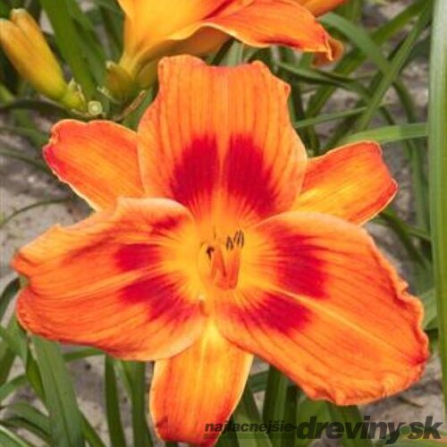 Ľaliovka Holiday Delight 30/40 cm v črepníku 3l Hemerocallis ‘Holiday Delight‘