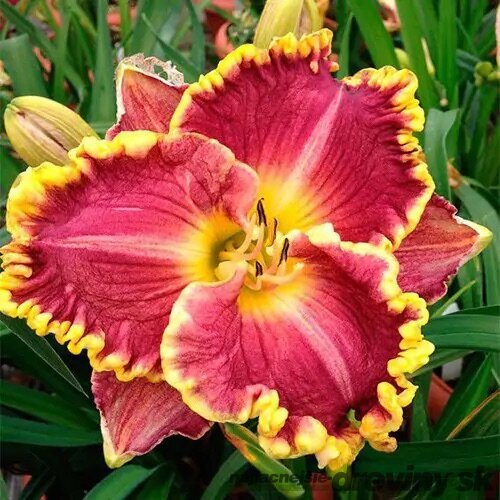 Ľaliovka Matrousjka 30/40 cm v črepníku 3l Hemerocallis ‘Matrousjka‘