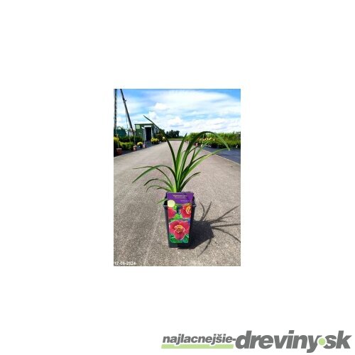 Ľaliovka Matrousjka 30/40 cm v črepníku 3l Hemerocallis ‘Matrousjka‘