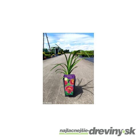 Ľaliovka Matrousjka 30/40 cm v črepníku 3l Hemerocallis ‘Matrousjka‘