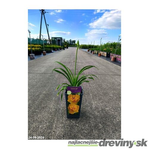 Ľaliovka Patricia Jojo 30/40 cm v črepníku 3l Hemerocallis ‘Patricia Jojo‘