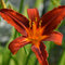 Ľaliovka ‘Sammy Russell‘, v črepníku P9 Hemerocallis ‘Sammy Russel‘