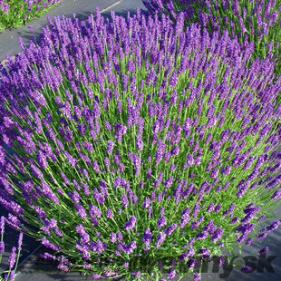 Levanduľa úzkolistá Hidcote Blue, výška 35/45 cm , v črepníku 7,5l Lavandula angustifolia Hidcote Blue