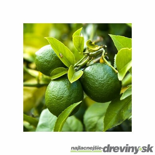 LIMETKA-Citrónovník limetový 25/35 cm, v kvetináči CITRUS Aurantifolia (Lime)