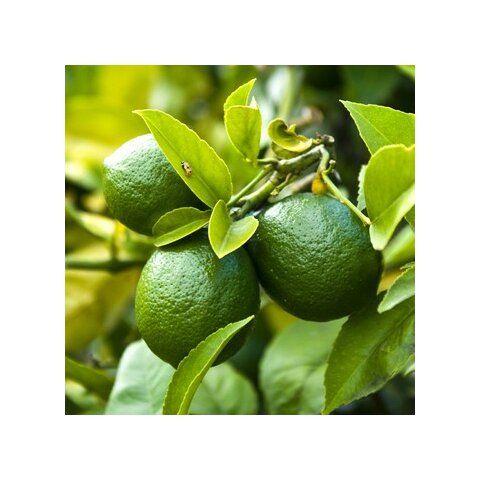 LIMETKA-Citrónovník limetový 25/35 cm, v kvetináči CITRUS Aurantifolia (Lime)