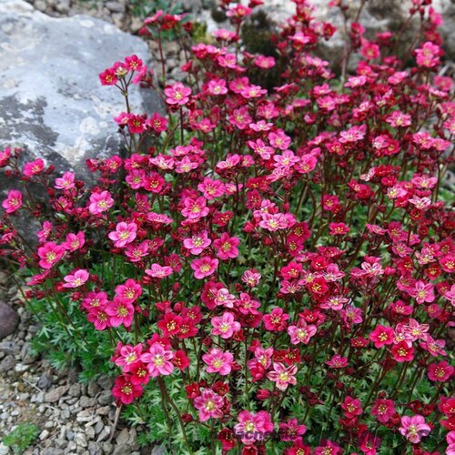 Lomikameň Purpurteppich, v črepníku Saxifraga Purpurteppich 